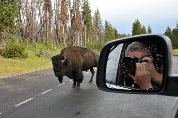 Richard Espertshuber: Bison in Yellowstone